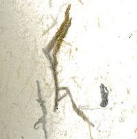 Natura