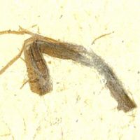 Natura