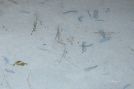 Naturpapier Prima Vera mit Einschlüssen